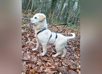 Will sucht sein Zuhause