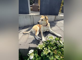 Vanilla - süße Junghündin auf der Suche nach Liebe