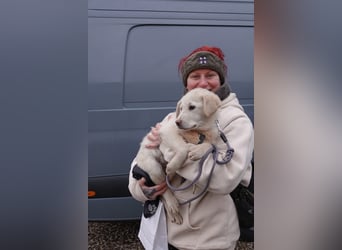 Will sucht sein Zuhause