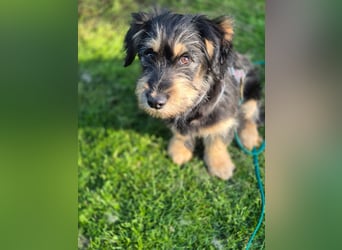 Zara sucht Ihr Zuhause