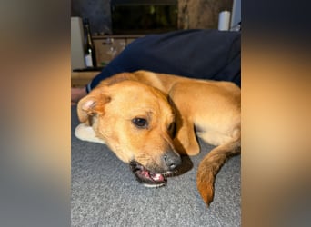 Jax sucht sein Zuhause