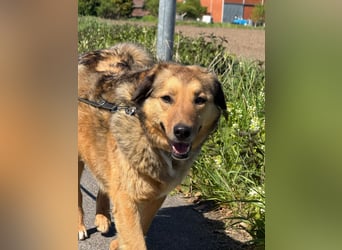 Abby sucht Herzdame ohne Herzbube, gerne mit Garten