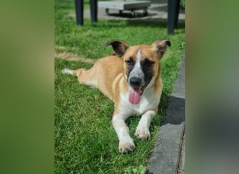 Zauberhafte Jane sucht Körbchen für immer