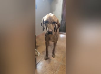 Ajani BE- hübsche Mama auf der Suche nach eine Zuhause