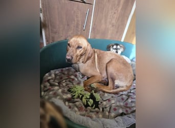 Ajani BE- hübsche Mama auf der Suche nach eine Zuhause