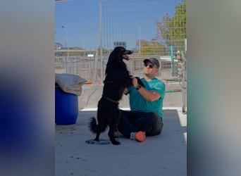 Sonic - eine Puschel-Rakete