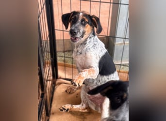 Ornix - Farbenspiel des Winds