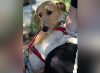 Selene - ein Engel auf 4 Pfoten