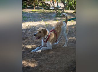 Selene - ein Engel auf 4 Pfoten