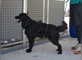 Sonic - eine Puschel-Rakete