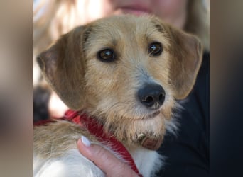 Selene - ein Engel auf 4 Pfoten