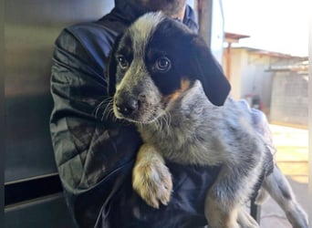 Ornix - Farbenspiel des Winds