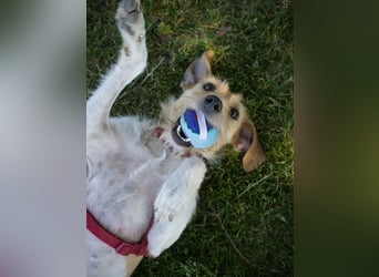 Selene - ein Engel auf 4 Pfoten