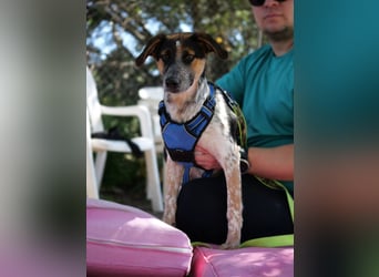 Ornix - Farbenspiel des Winds