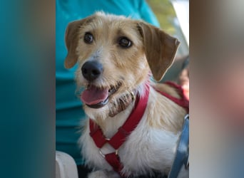 Selene - ein Engel auf 4 Pfoten