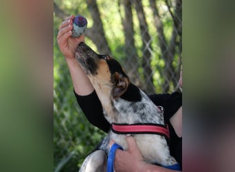 Ornix - Farbenspiel des Winds