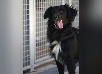 Sonic - eine Puschel-Rakete