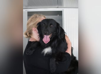 Sonic - eine Puschel-Rakete