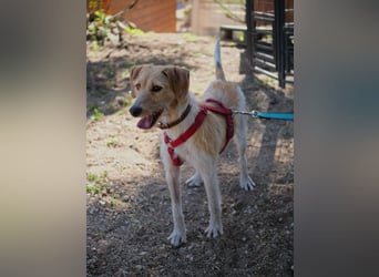 Selene - ein Engel auf 4 Pfoten