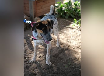 Ornix - Farbenspiel des Winds