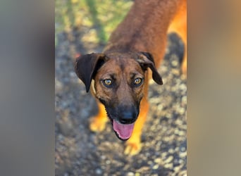 Mulan - zarte herzensgute Hündin möchte DEIN Leben bereichern