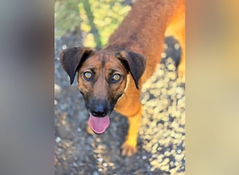 Mulan - zarte herzensgute Hündin möchte DEIN Leben bereichern