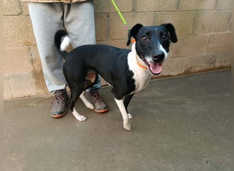 FITI - fröhliche junge Hündin sucht aktive Stabilität