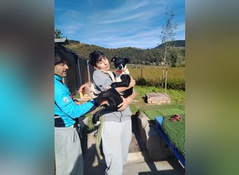 FITI - fröhliche junge Hündin sucht aktive Stabilität