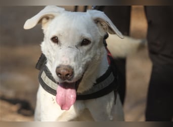 Popoy- Aktiver Kletterkünstler