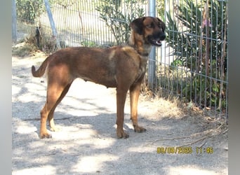 Mulan - zarte herzensgute Hündin möchte DEIN Leben bereichern