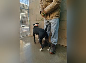 FITI - fröhliche junge Hündin sucht aktive Stabilität