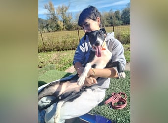 FITI - fröhliche junge Hündin sucht aktive Stabilität