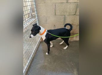 FITI - fröhliche junge Hündin sucht aktive Stabilität