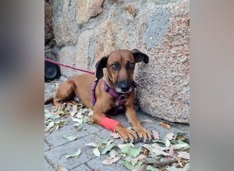 Mulan - zarte herzensgute Hündin möchte DEIN Leben bereichern