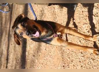 Snoop- sucht geduldige Zweibeiner