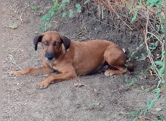 Mulan - zarte herzensgute Hündin möchte DEIN Leben bereichern