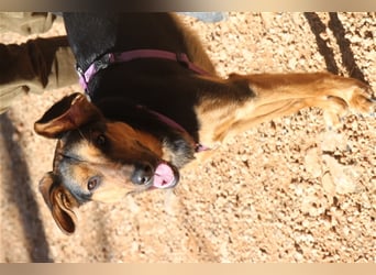 Snoop- sucht geduldige Zweibeiner