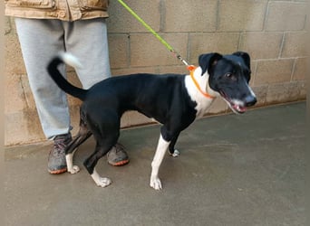 FITI - fröhliche junge Hündin sucht aktive Stabilität