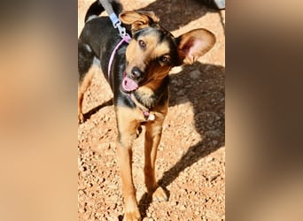 Snoop- sucht geduldige Zweibeiner