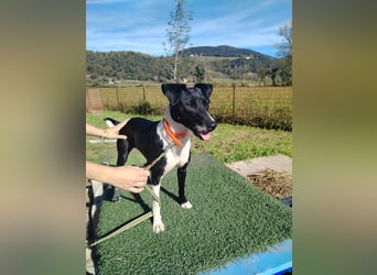 FITI - fröhliche junge Hündin sucht aktive Stabilität