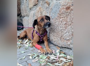 Mulan - zarte herzensgute Hündin möchte DEIN Leben bereichern