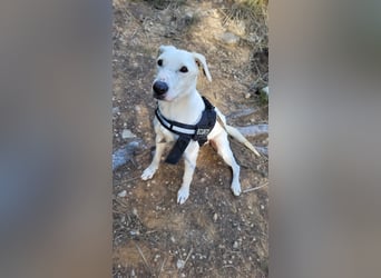 Popoy- Aktiver Kletterkünstler