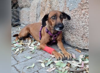 Mulan - zarte herzensgute Hündin möchte DEIN Leben bereichern