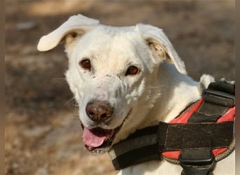 Popoy- Aktiver Kletterkünstler