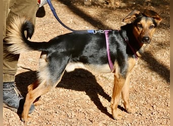 Snoop- sucht geduldige Zweibeiner