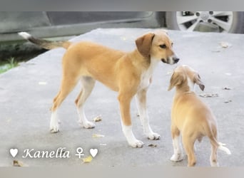 Kanella  sucht ein  Zuhause