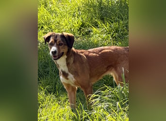 Traurige Bella  kann in der Südpfalz  besucht werden
