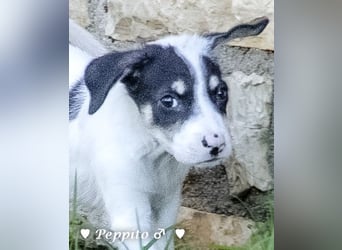Peppito sucht ein Zuhause
