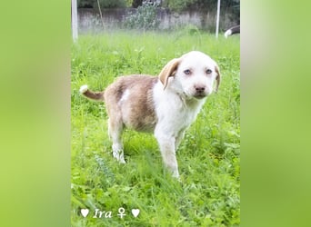 Ira, Iris und Izzy suchen ab Januar ein Zuhause