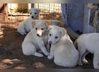 Unsere süßen Schneeflocken suchen ein Zuhause
